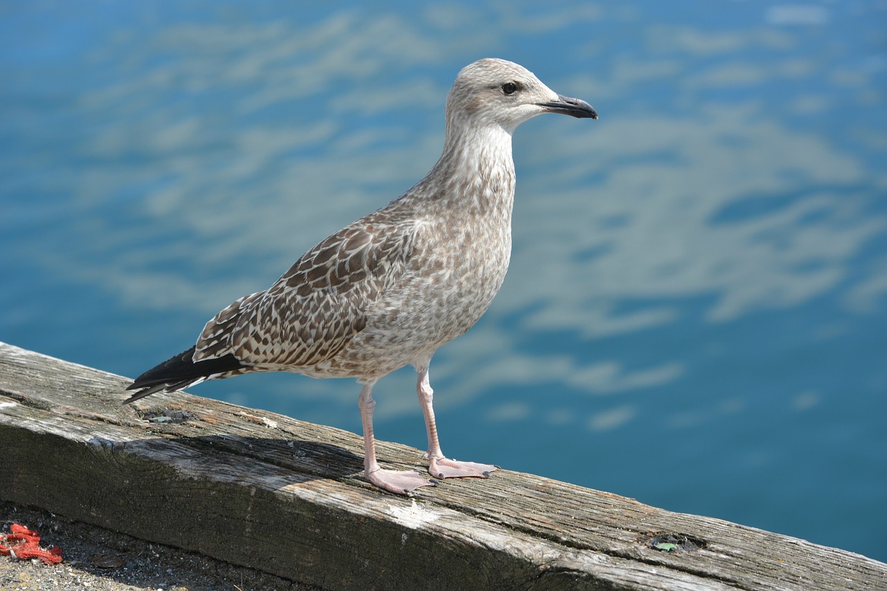 bird fauna gull free photo