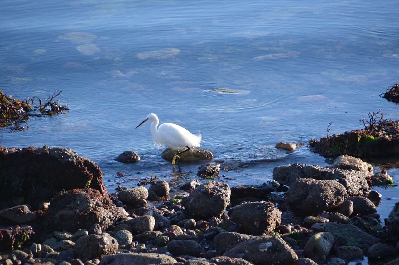 bird egret wader free photo