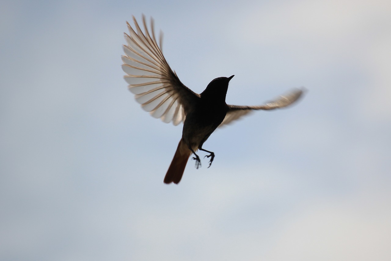 bird fly plumage free photo