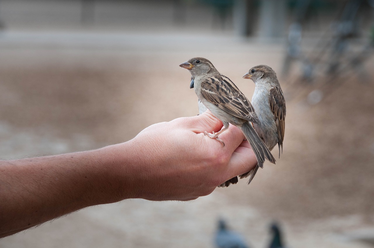 bird sparrow sperling free photo