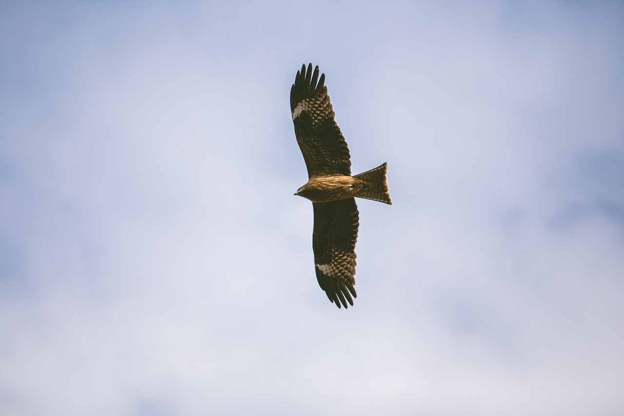 bird animal flying free photo