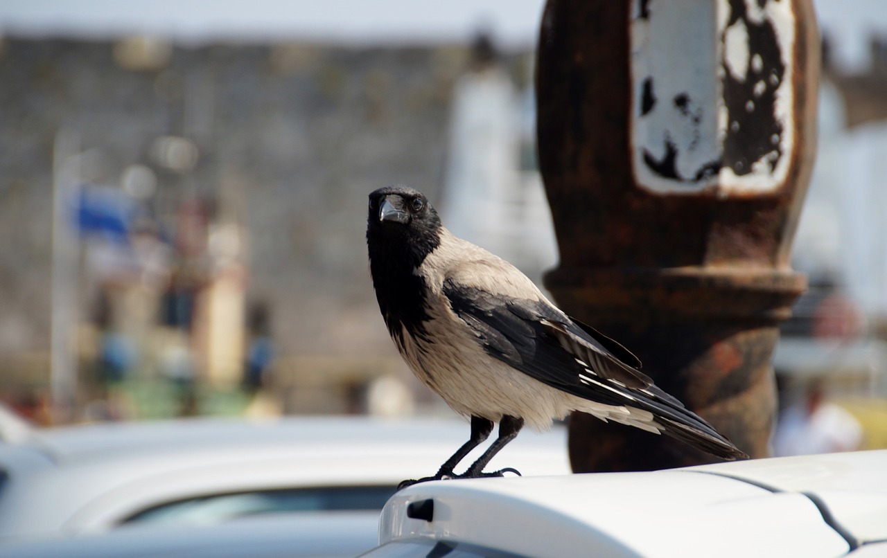 bird grey crow feather free photo