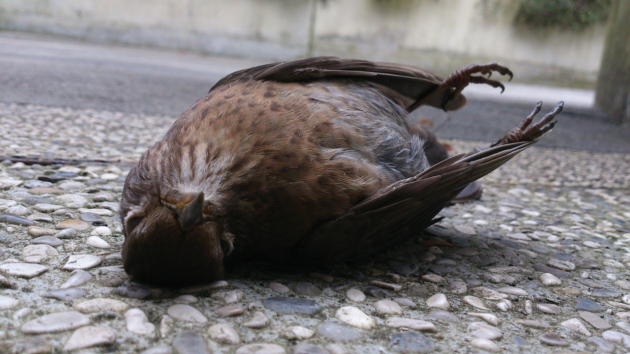 bird death dead free photo
