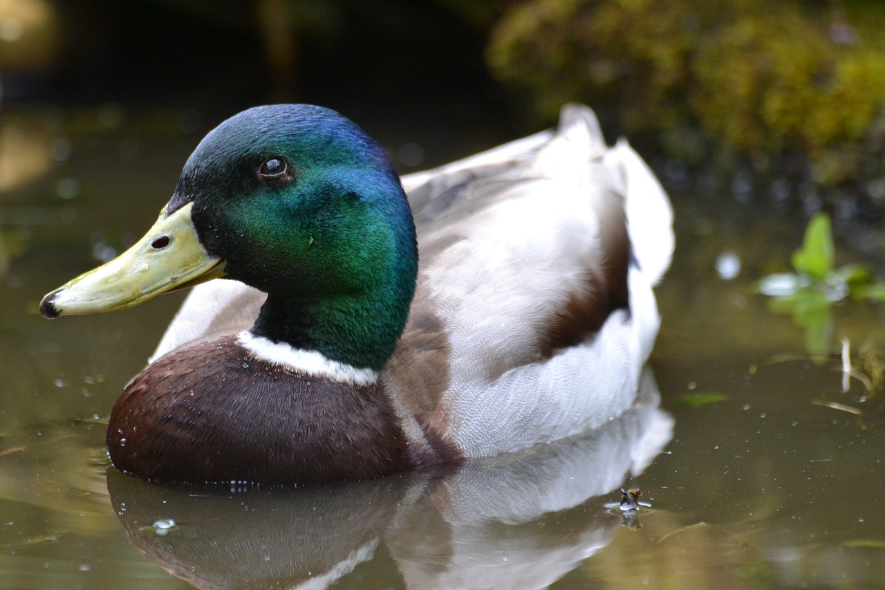 bird mallard duck male free photo