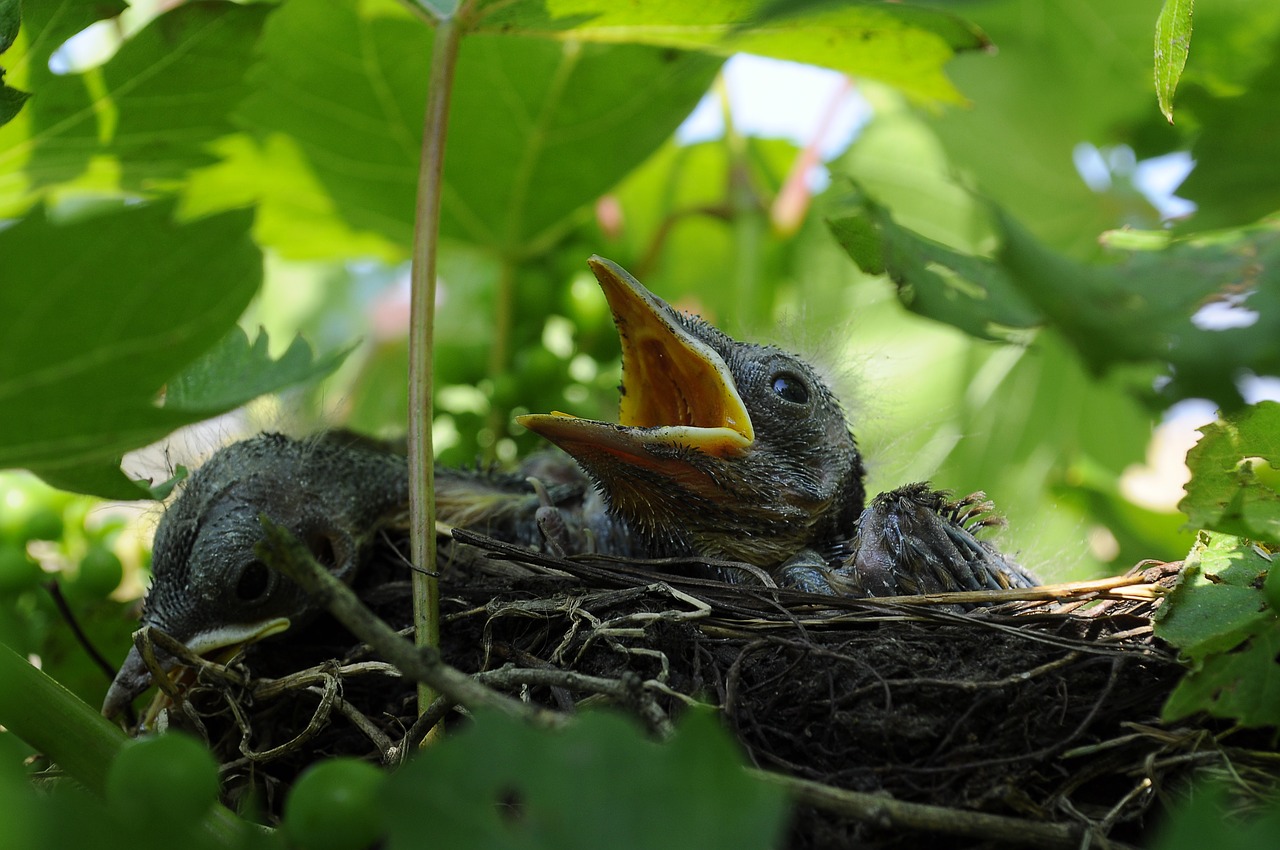 bird cub nest free photo