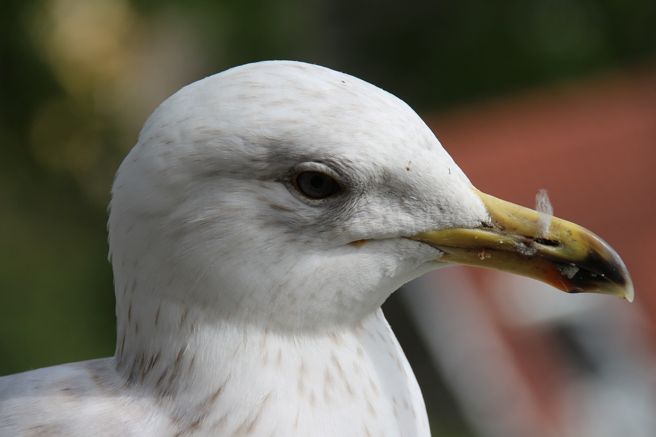 bird white seagull free photo