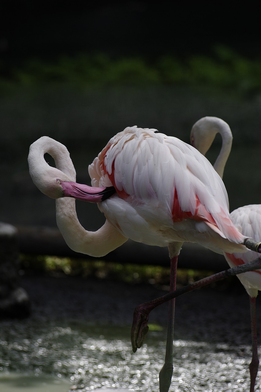 bird flamingo zoo free photo
