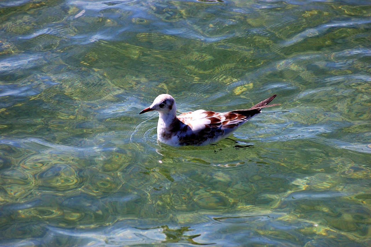 bird water floats free photo