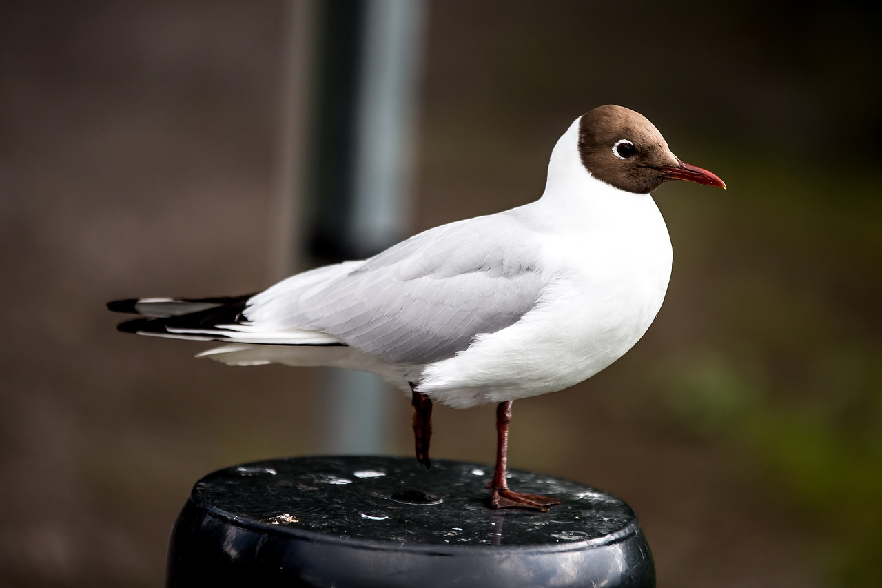 bird seagull waterfowl free photo