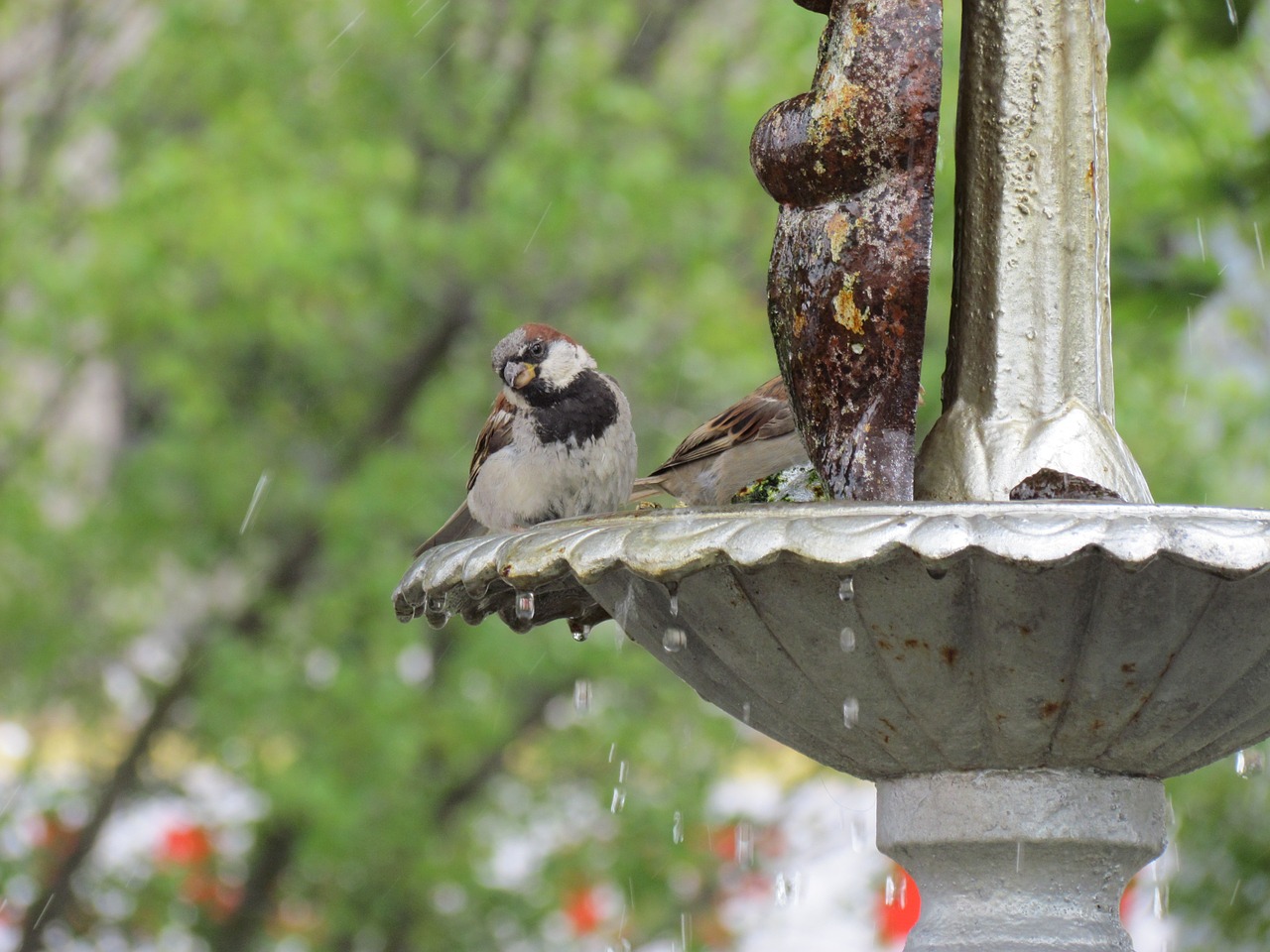 bird fountain water free photo