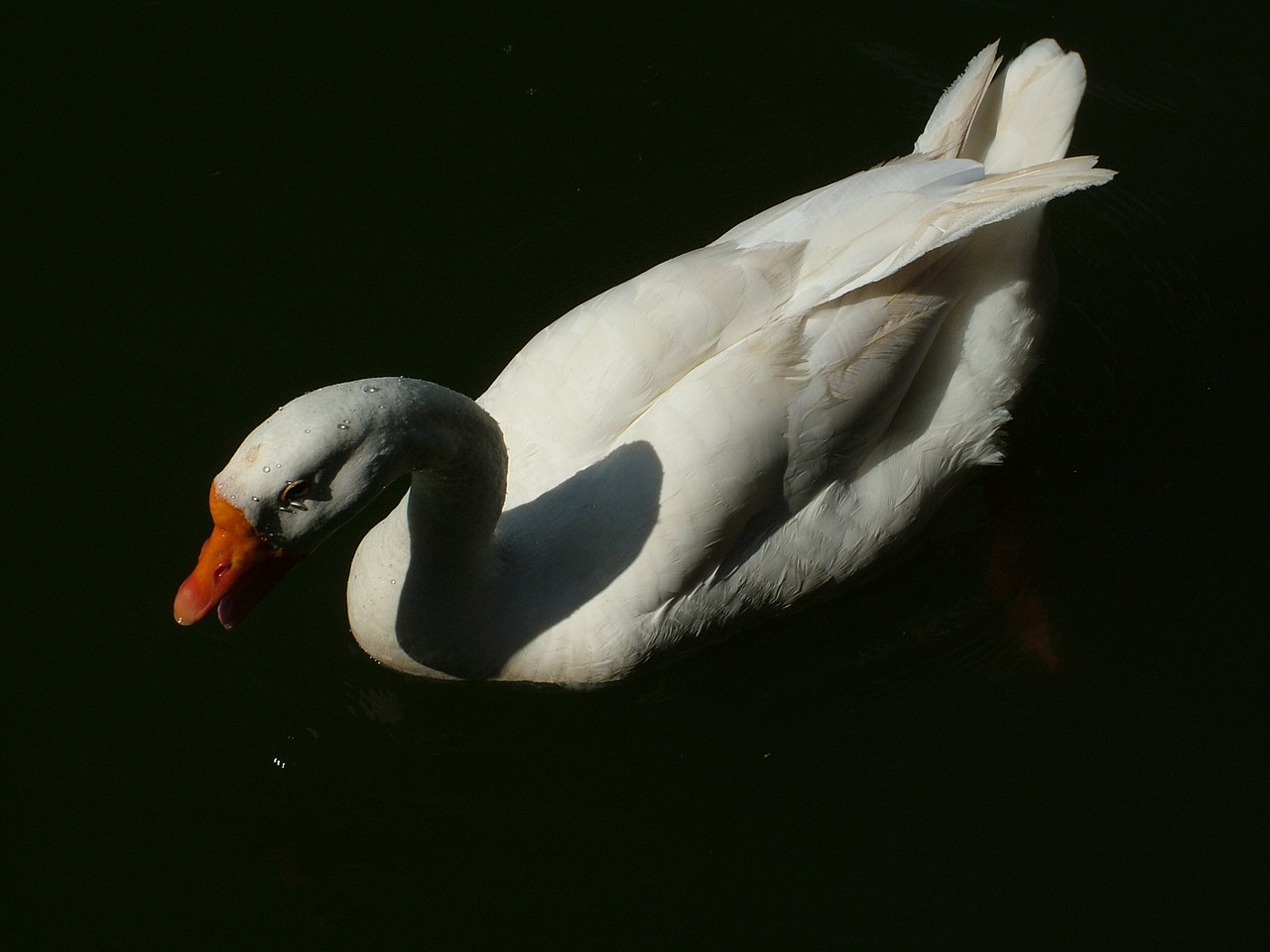 bird goose lake free photo