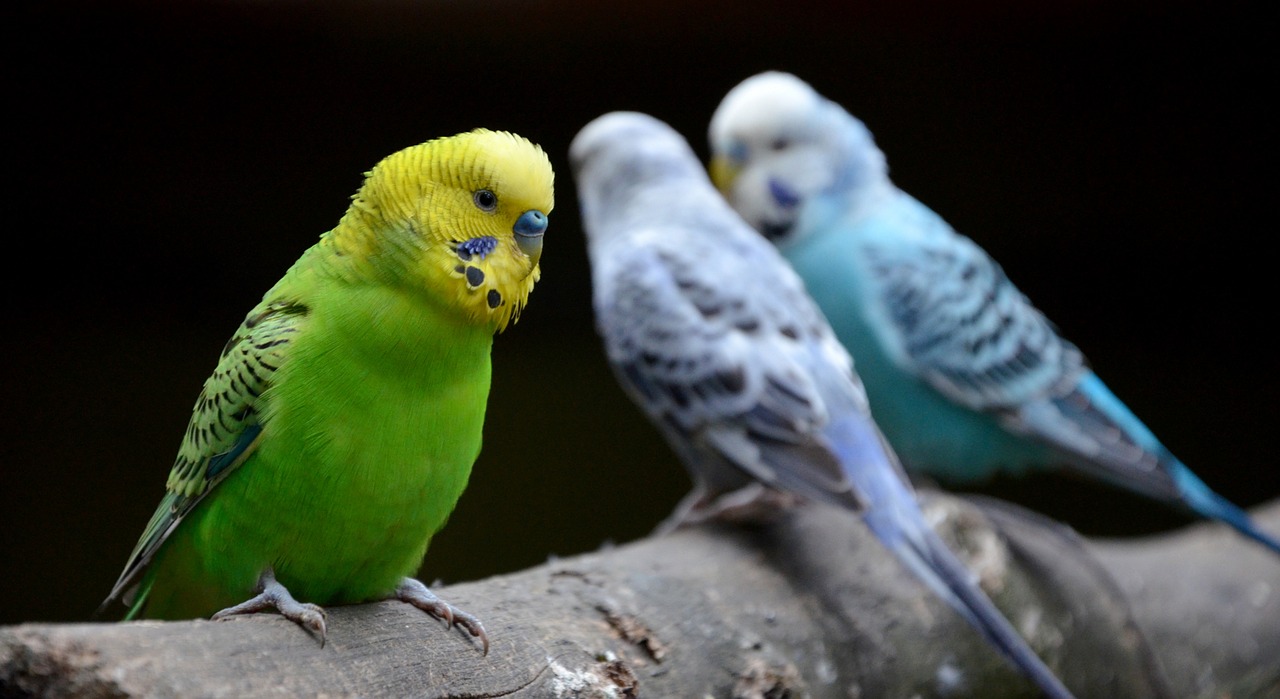 bird parrot zoo free photo