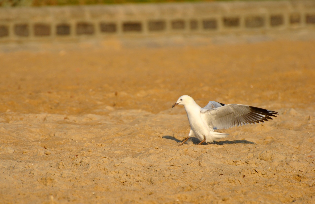 bird beach birds free photo