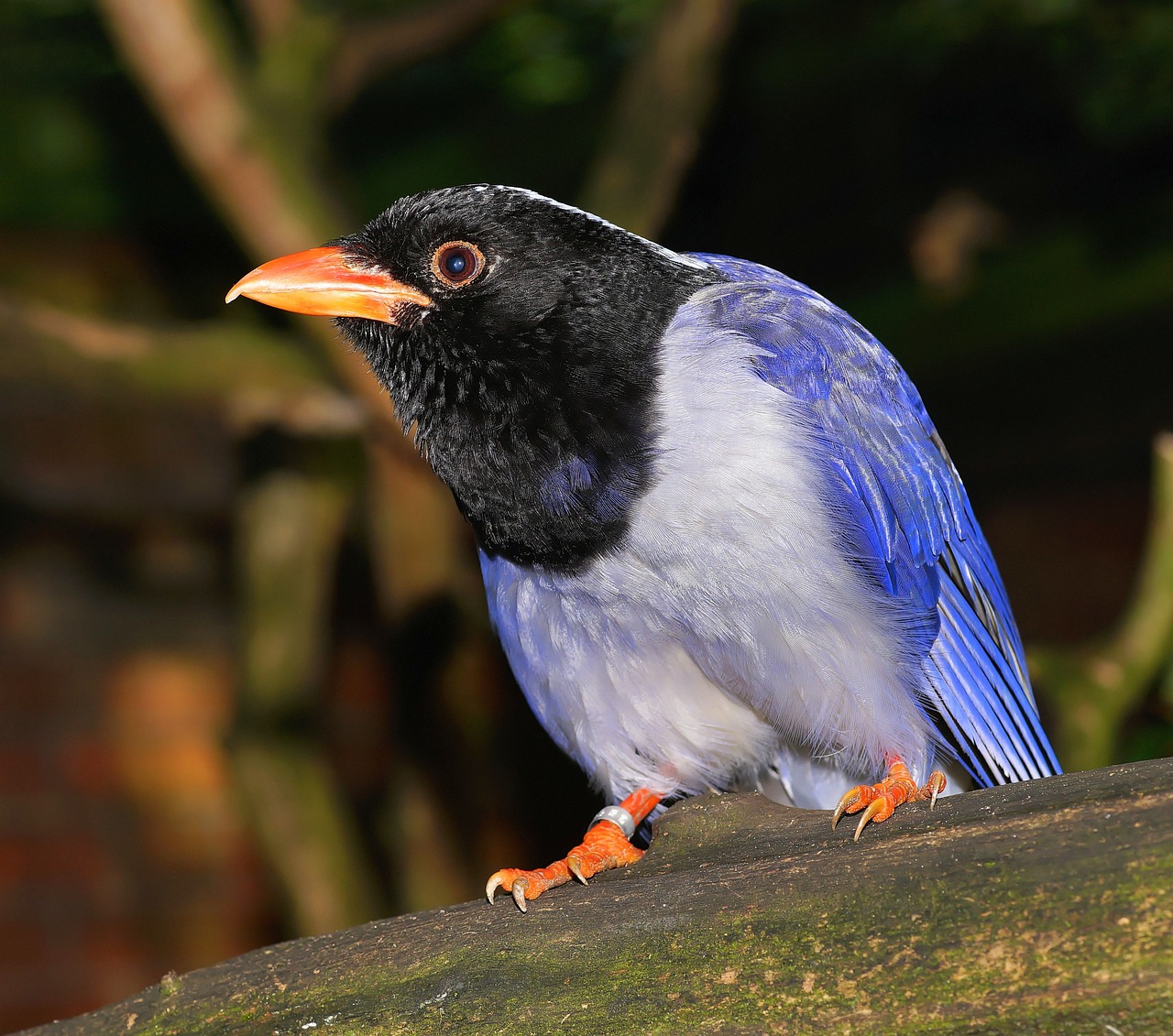 bird colorful nature free photo