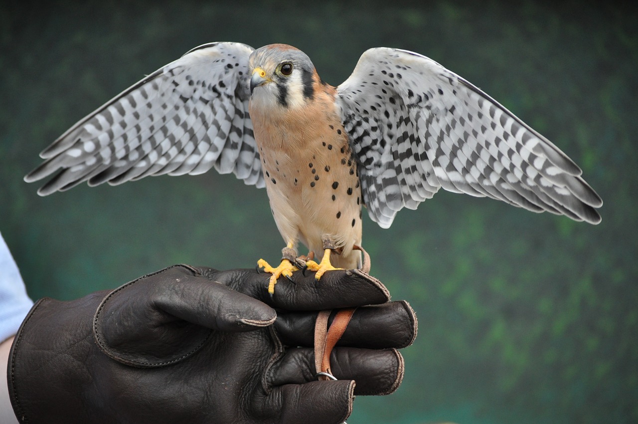 bird zoo wildlife free photo