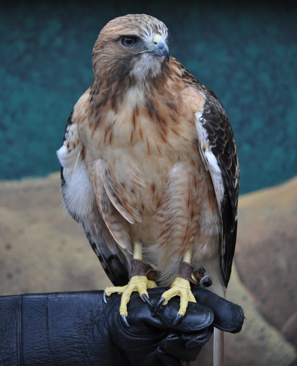 bird eagle wildlife free photo