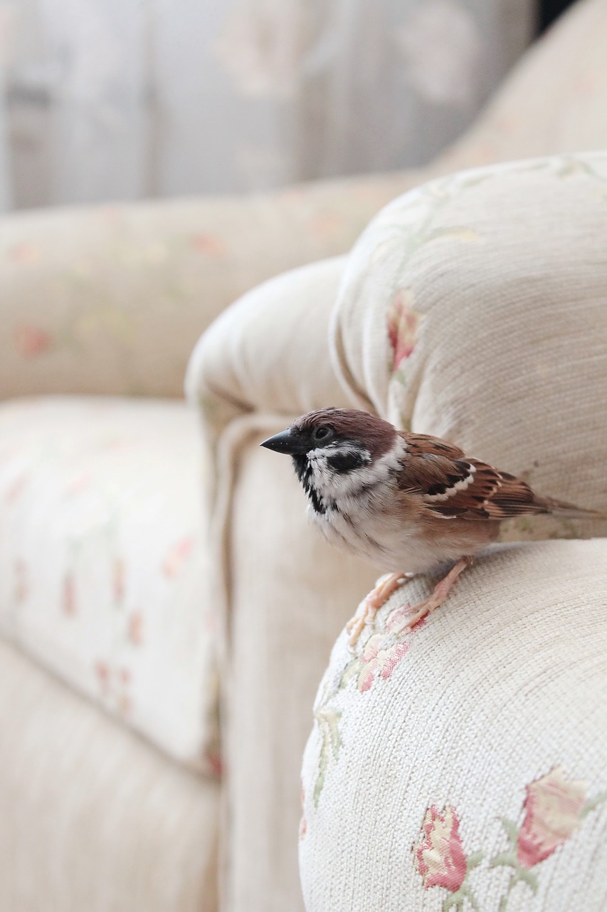 bird sparrow home free photo