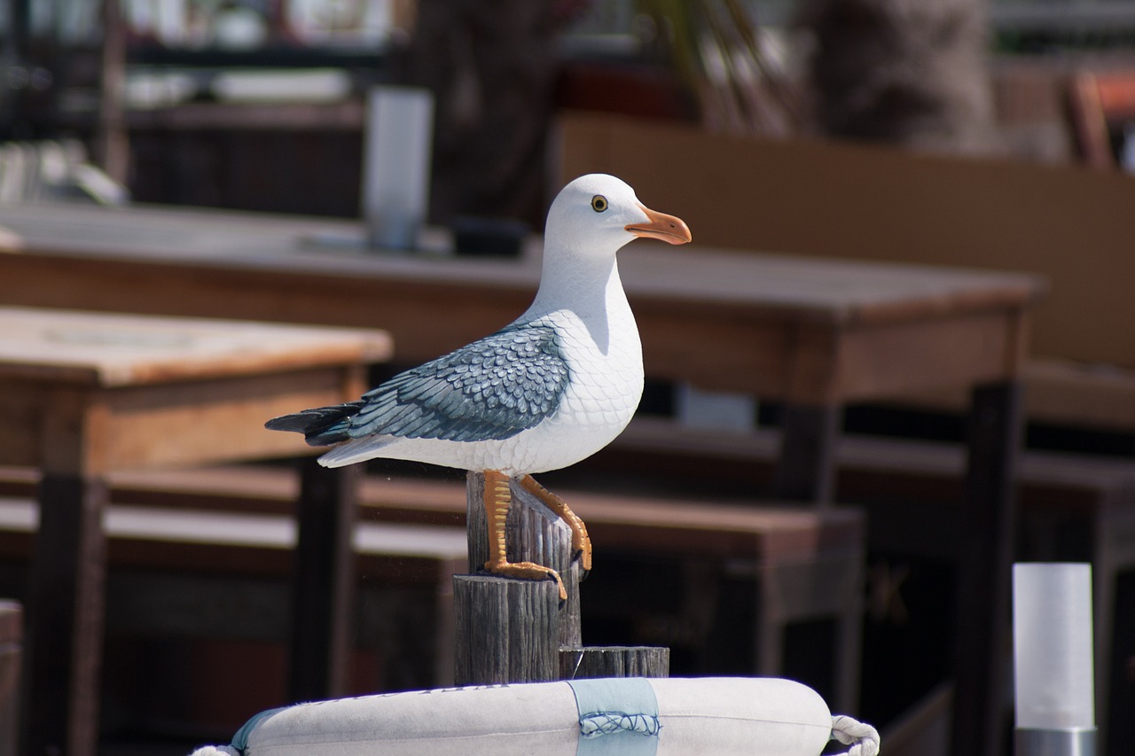 bird seagull water bird free photo