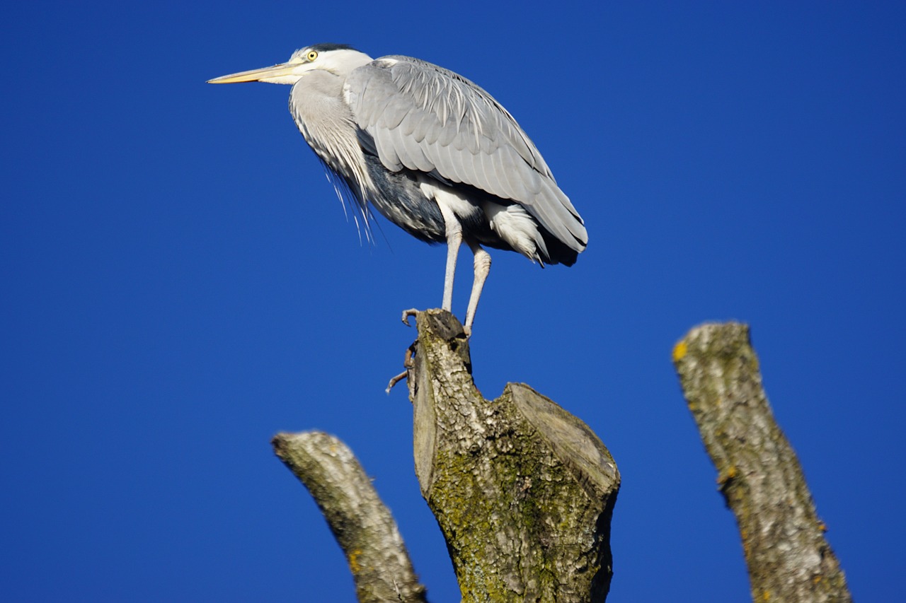 bird grey heron tiergarten free photo