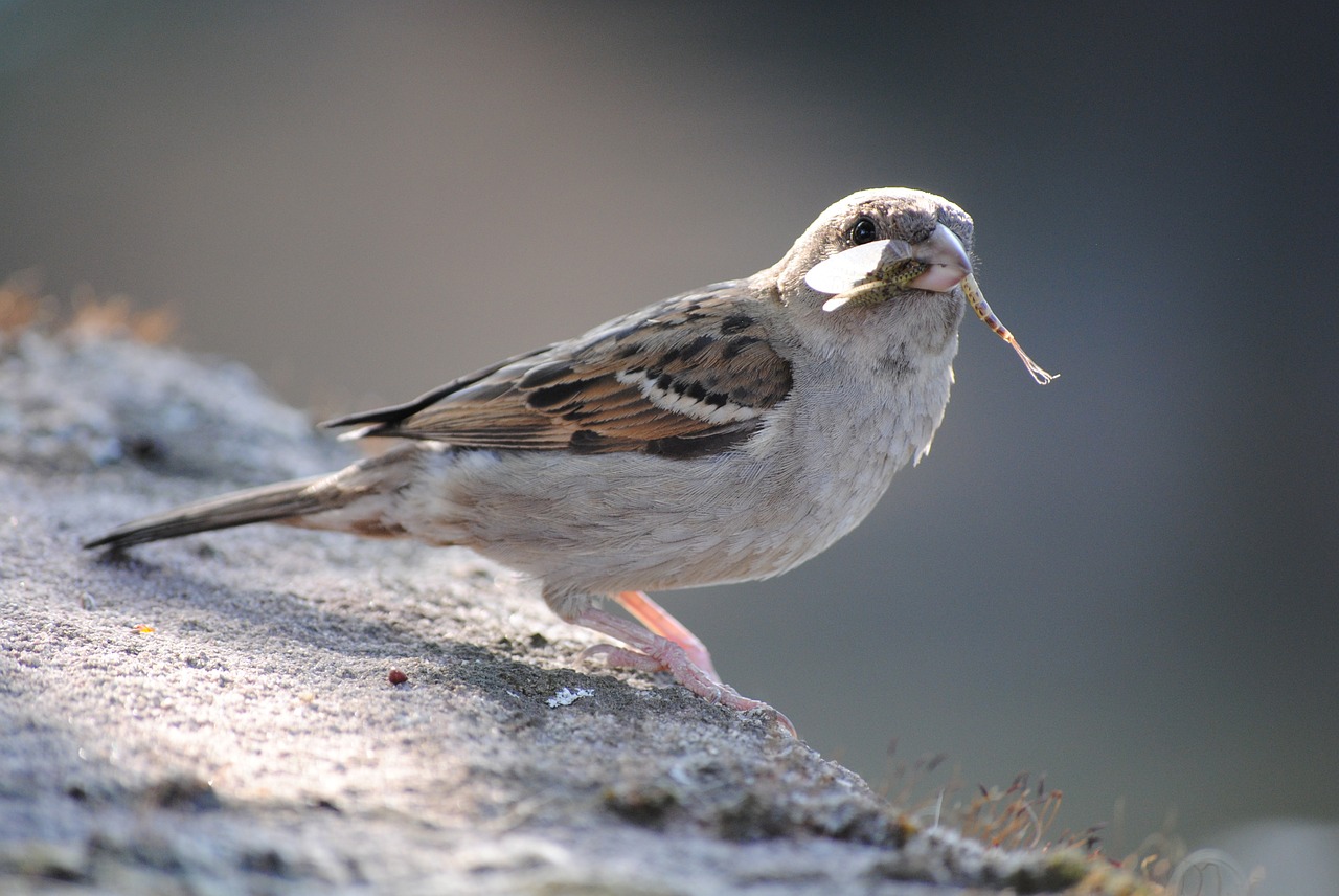bird sparrow close free photo
