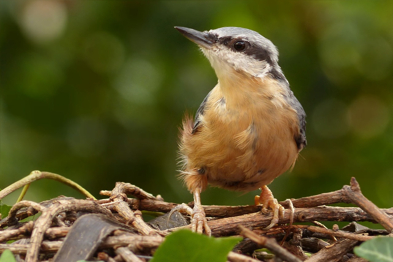 bird kleiber sitta europaea free photo