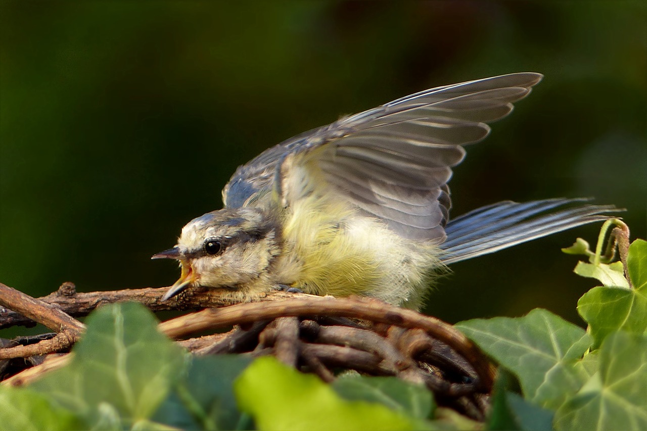 bird blue tit cyanistes caeruleus free photo