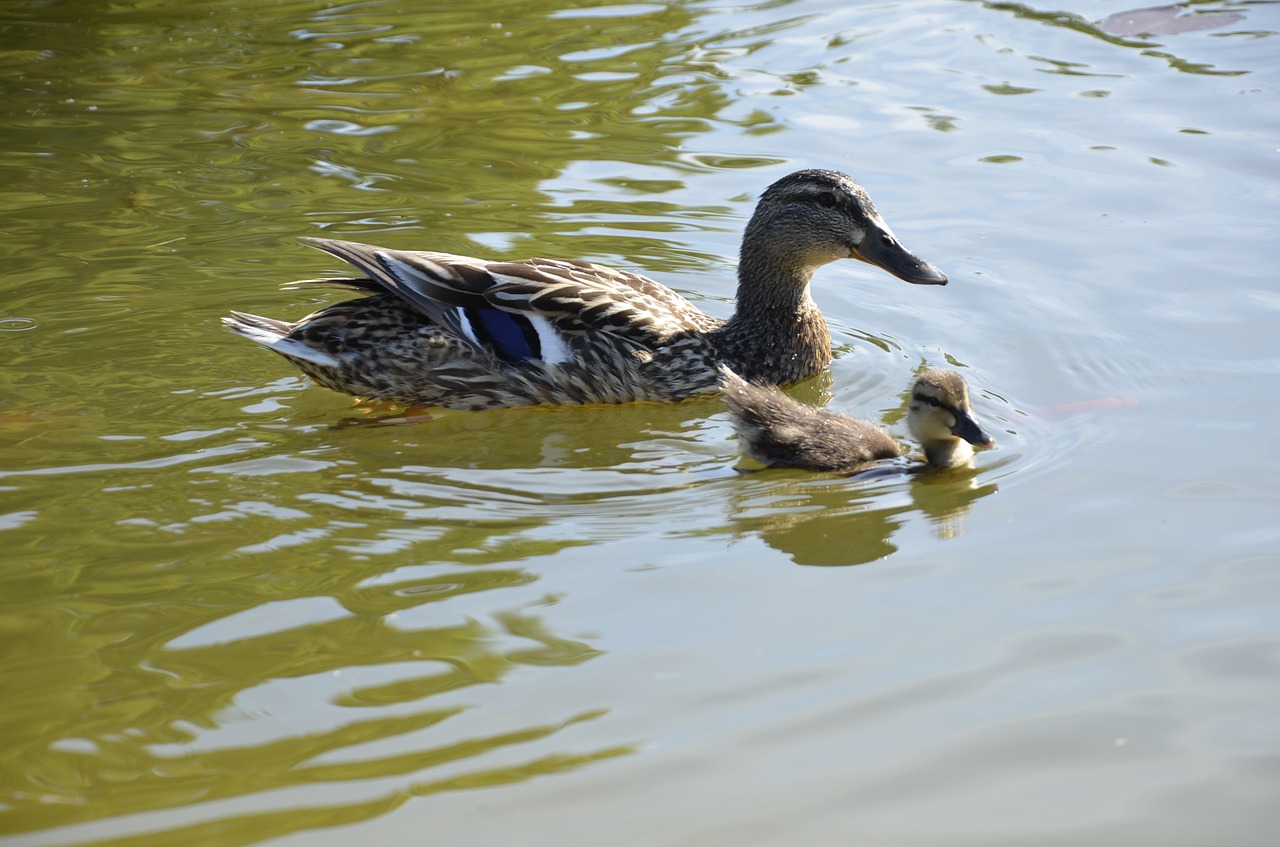 bird water duck bird free photo