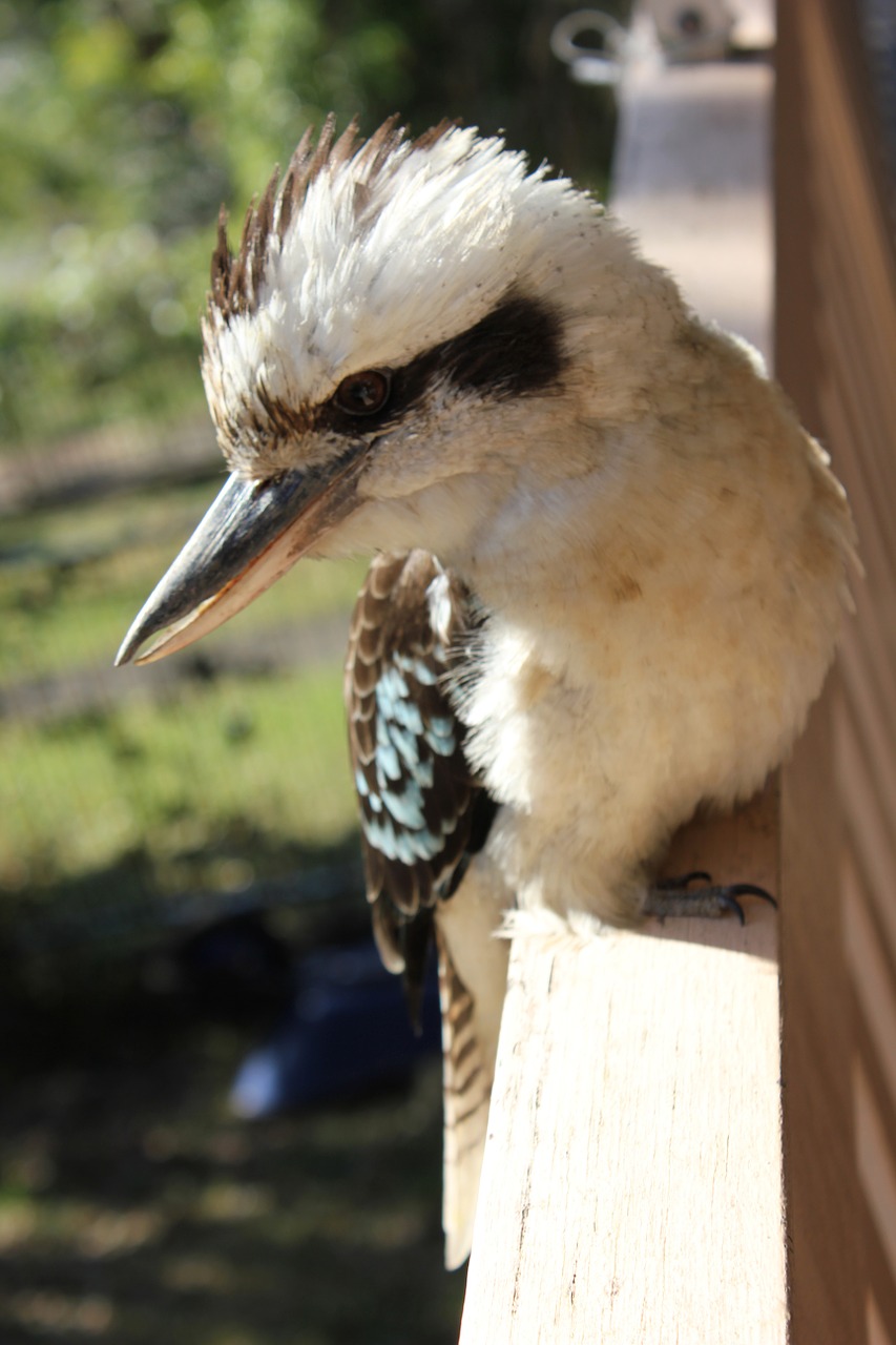 bird kookaburra australian free photo