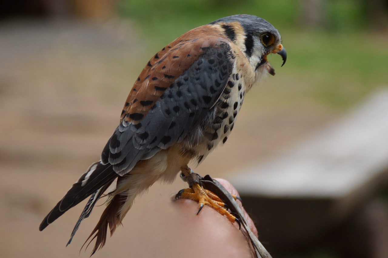 bird american kestrel falconry free photo