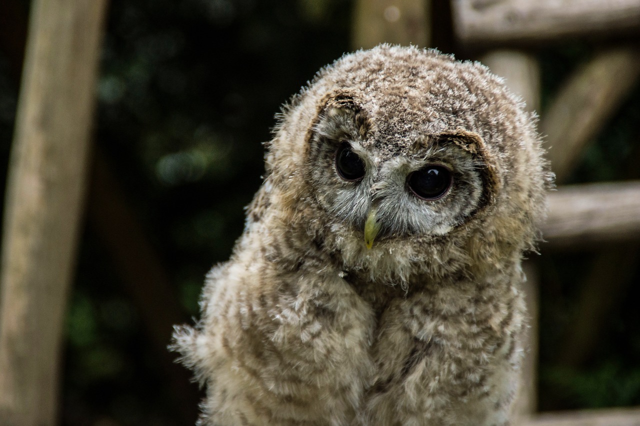 bird eagle owl owl free photo