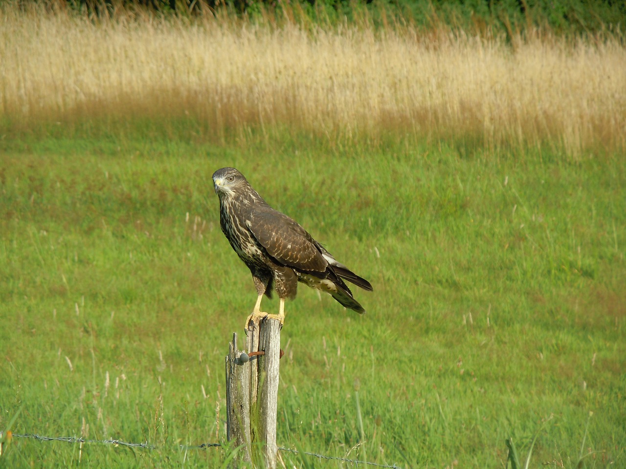 bird common buzzard bird of prey free photo