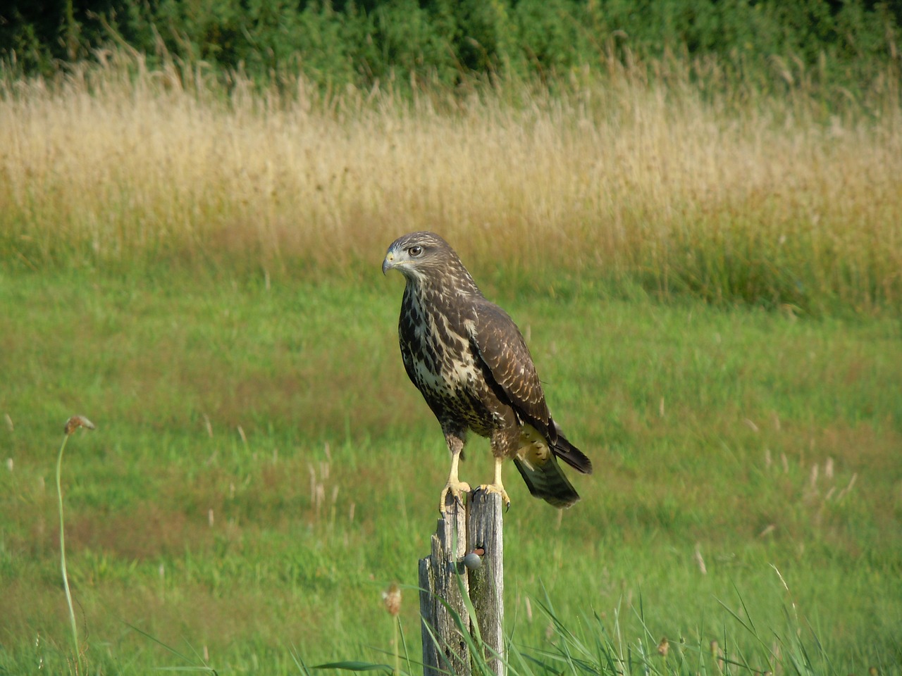 bird common buzzard bird of prey free photo