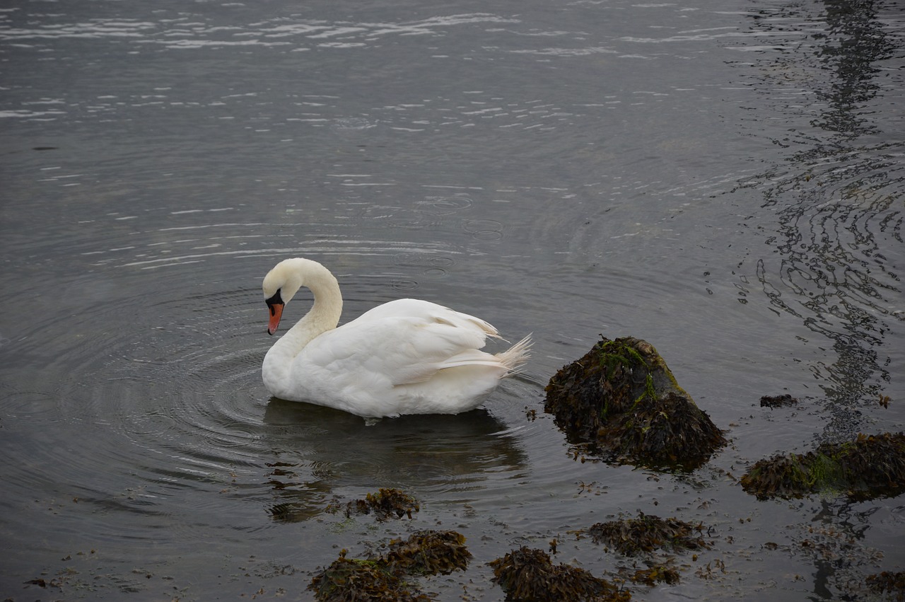 bird swan waters free photo