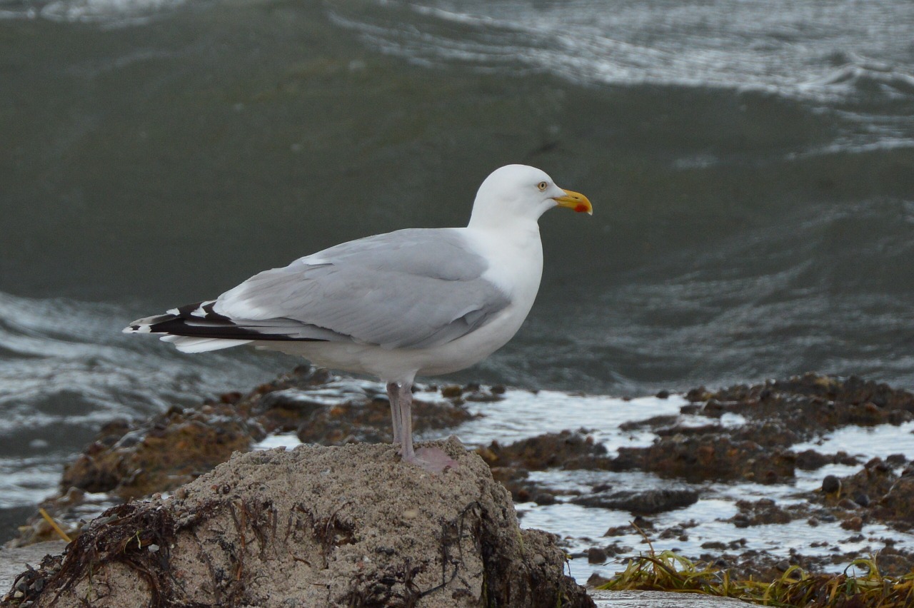 bird seagull sea free photo