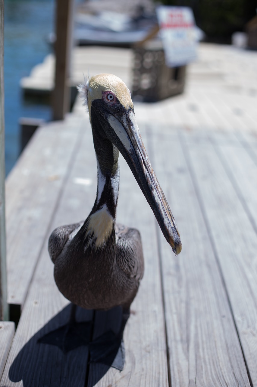 bird florida deck free photo