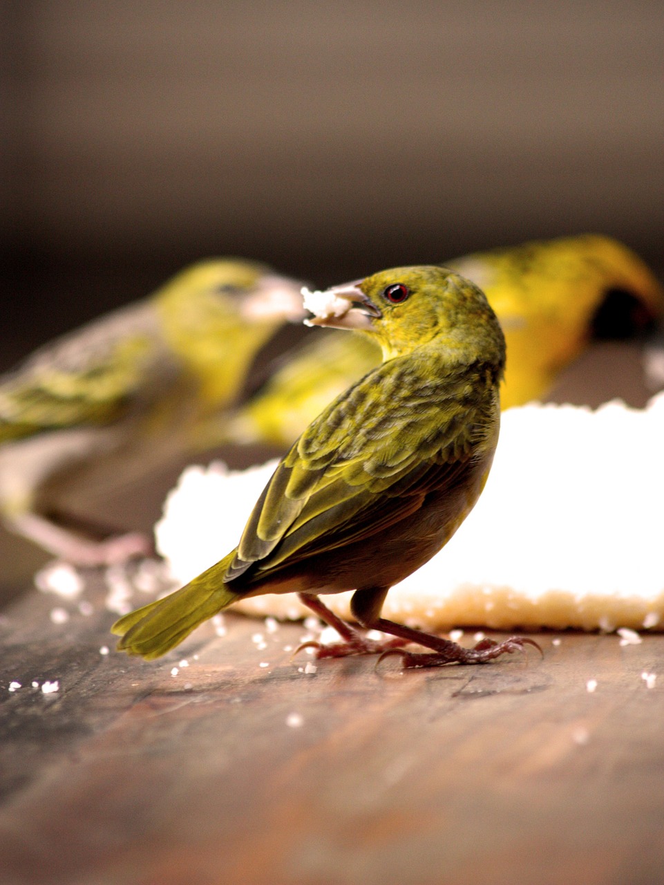 bird feeding bird watching free photo