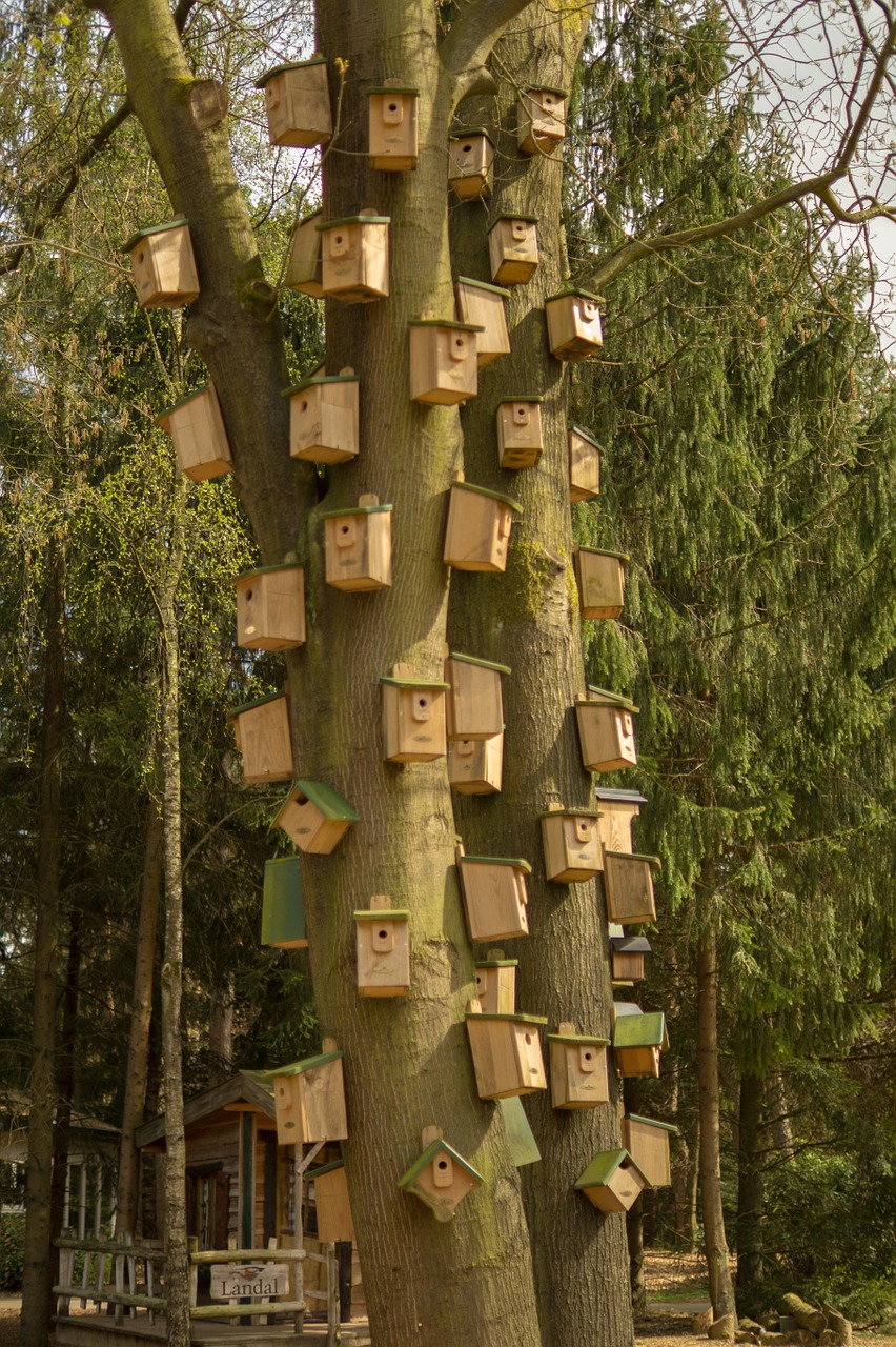 bird house wood free photo