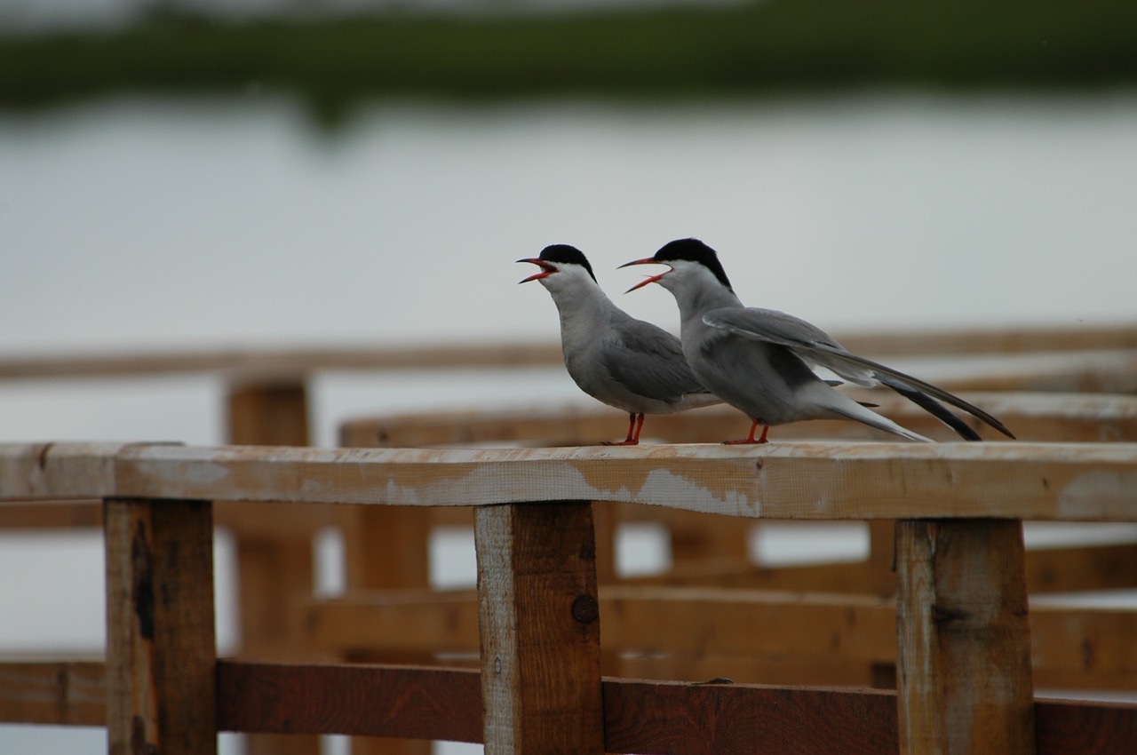 bird seagull views free photo