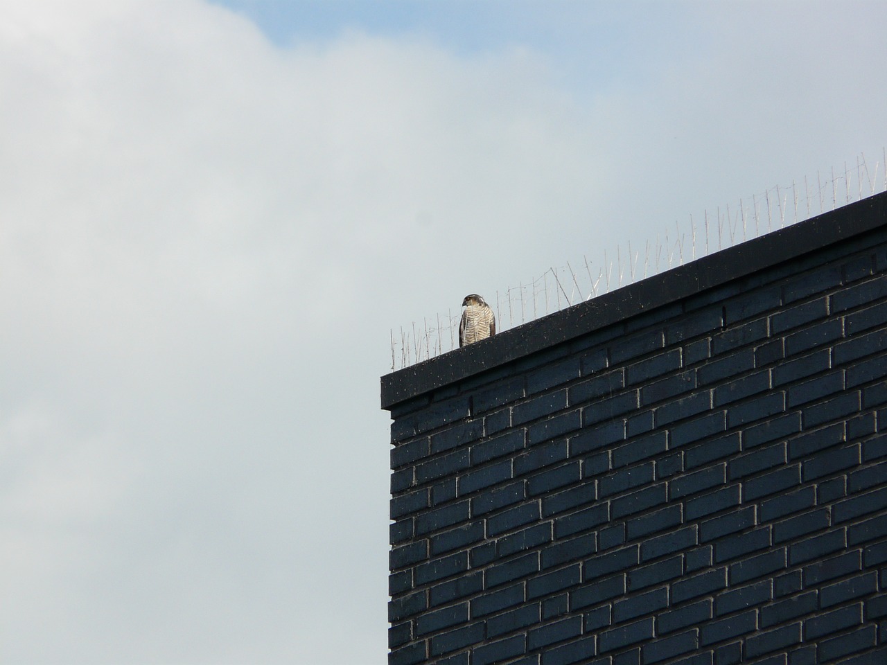 bird roof thorns free photo