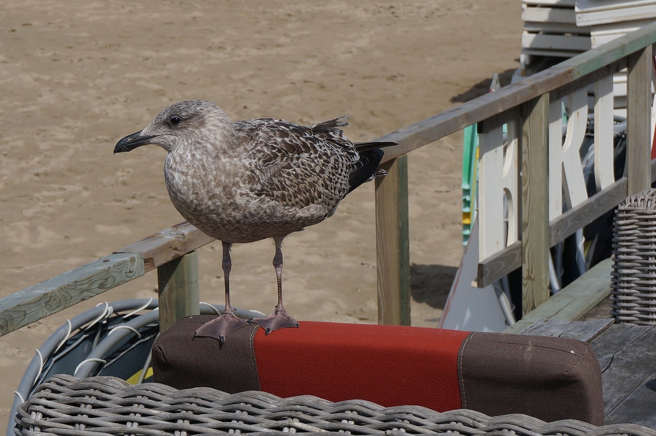 bird seagull seabird free photo