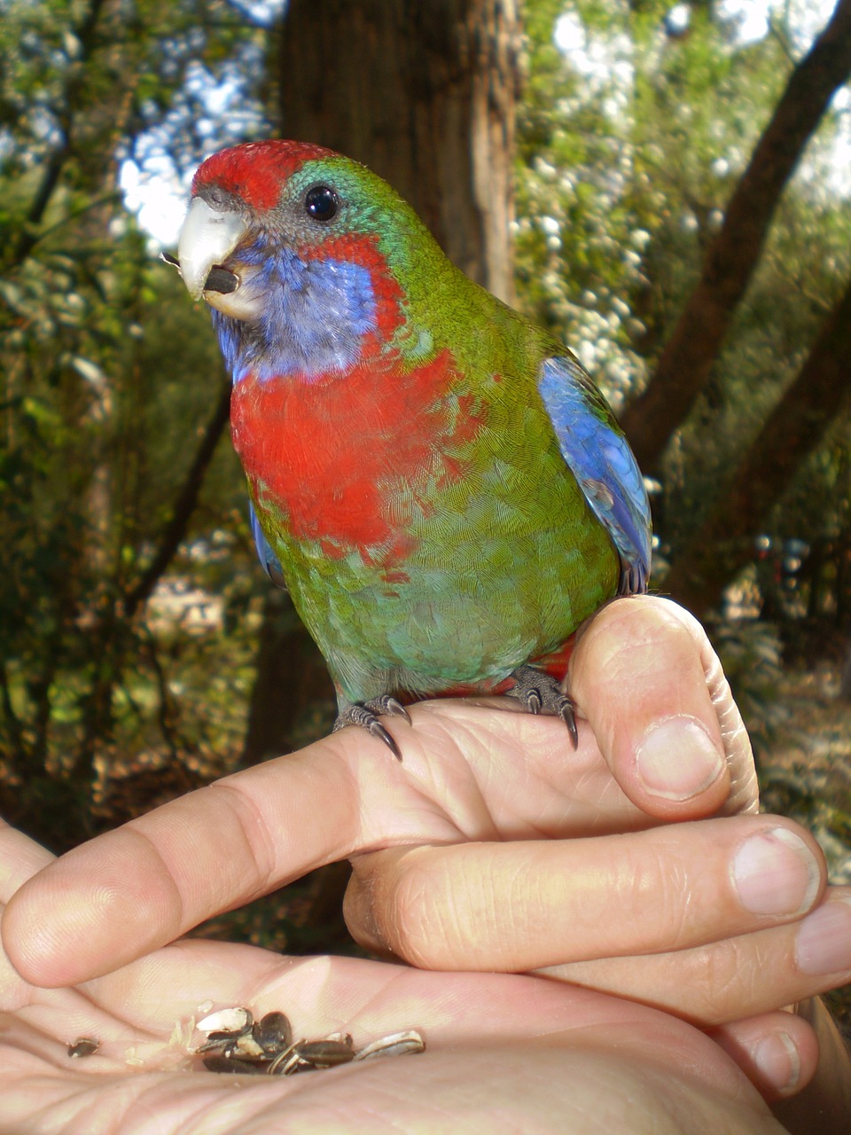 bird parrot nature free photo