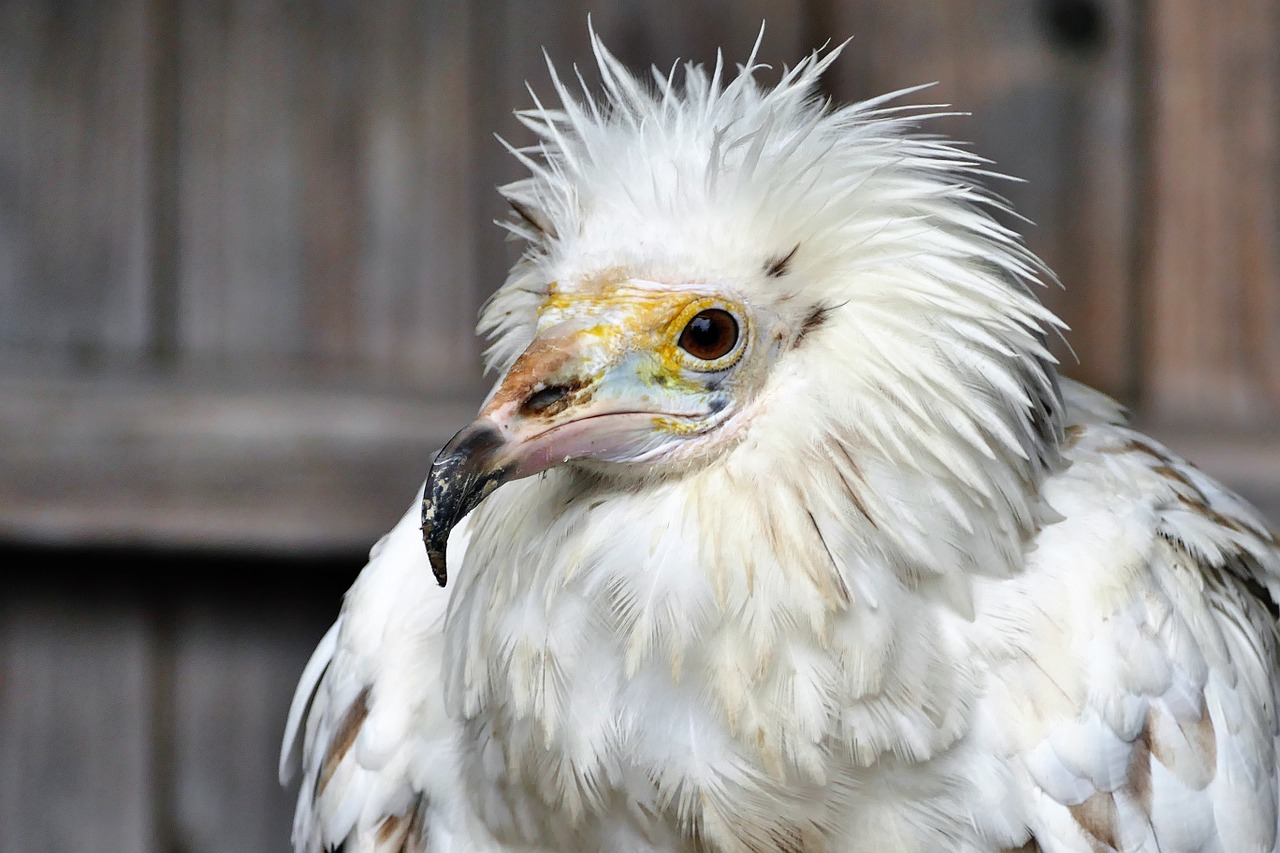 bird vulture animal free photo