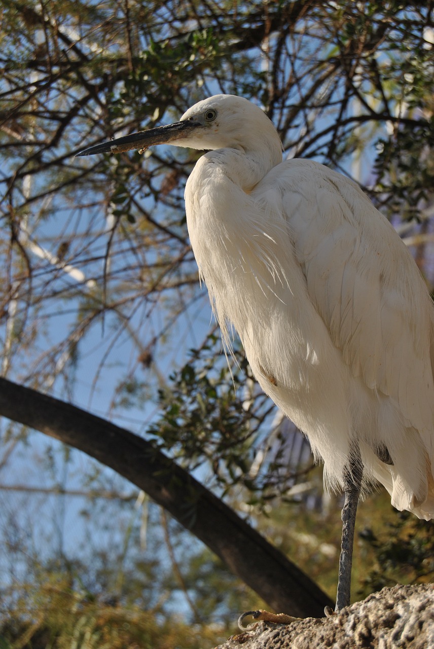 bird white freedom free photo