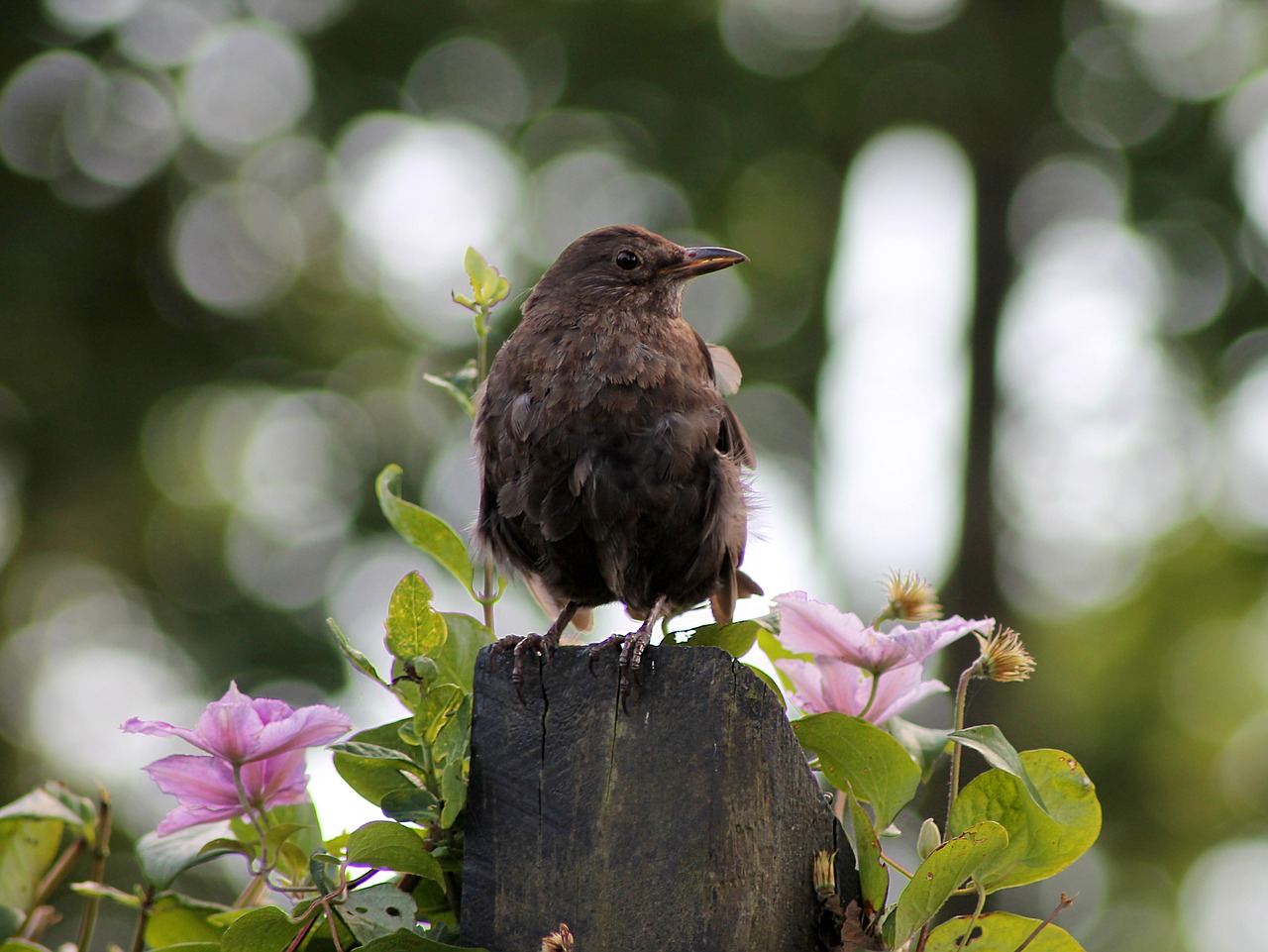 bird young birds blackbird free photo