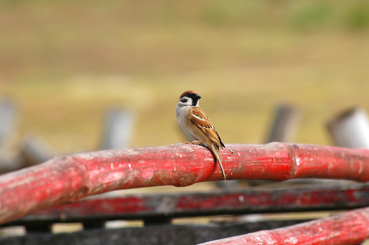 bird red bamboo pole free photo