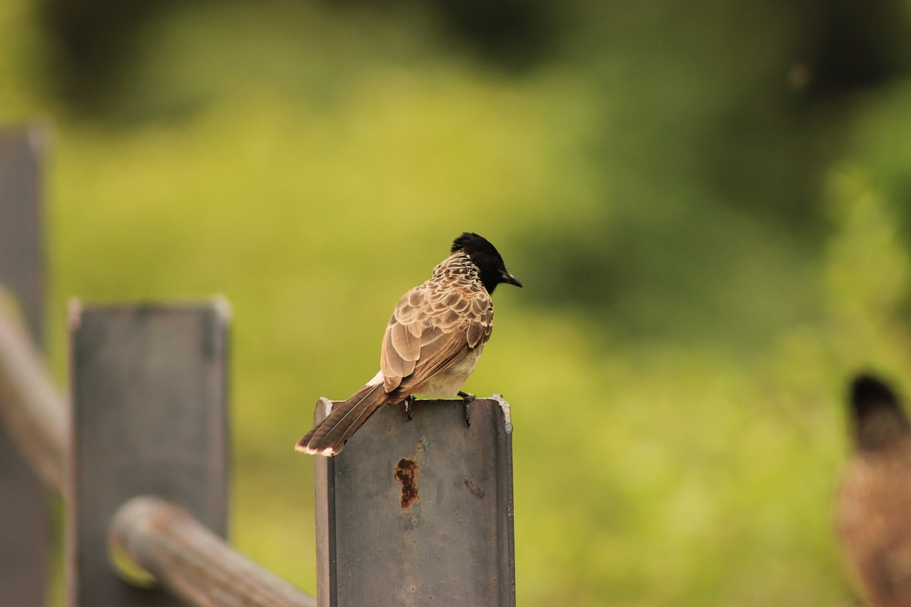 bird sitting nature free photo