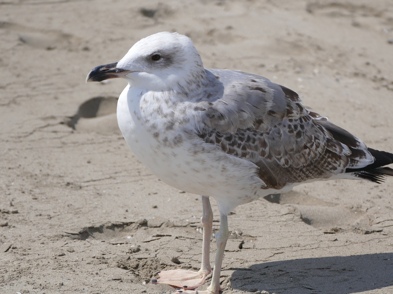 bird sand beach water free photo