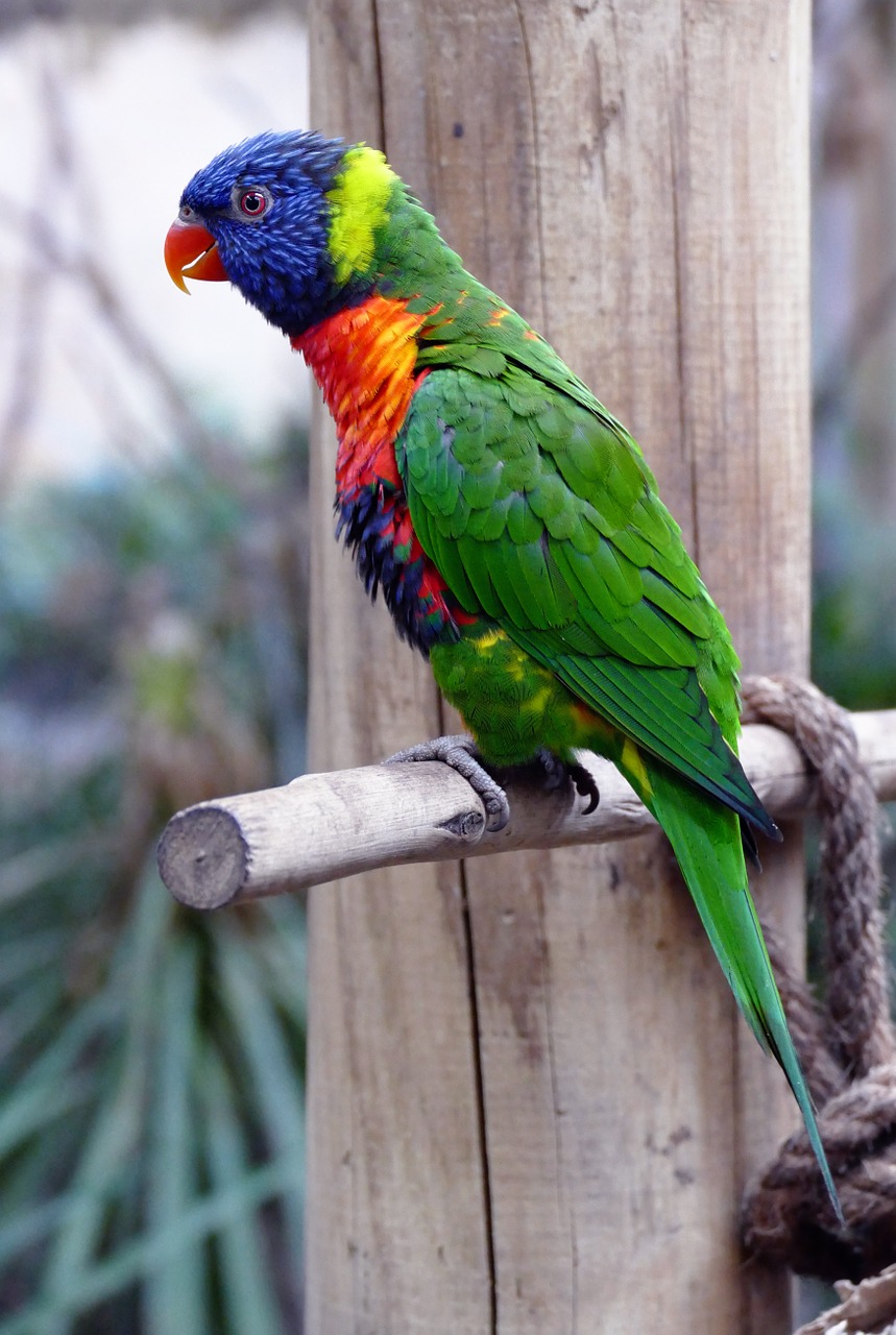 bird lorikeet animal free photo