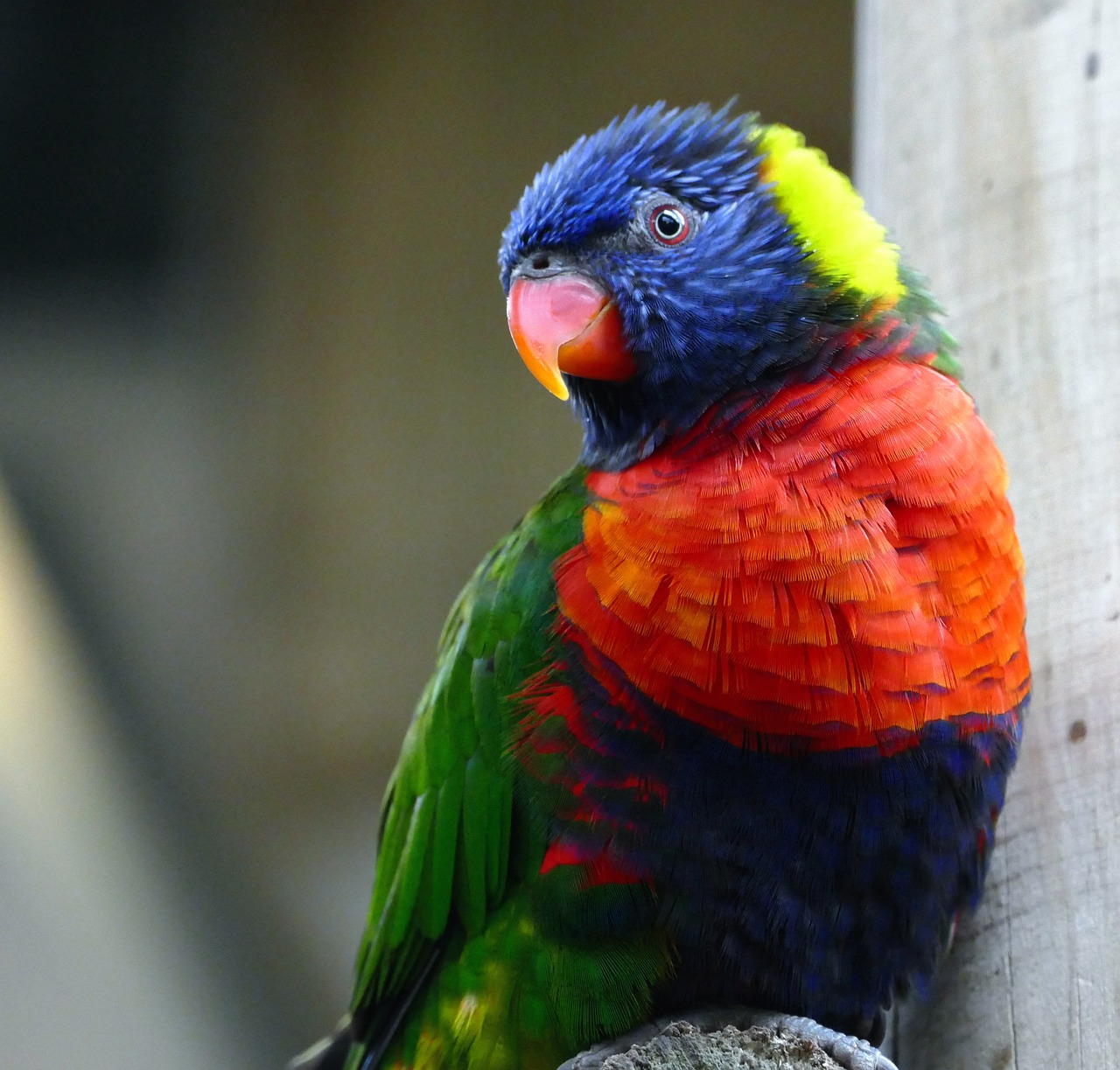 bird lorikeet animal free photo