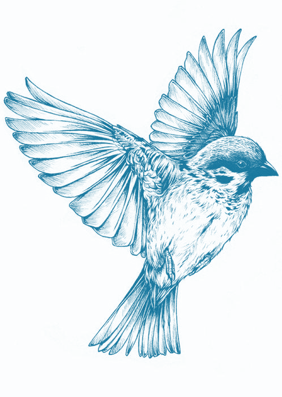 bird blue drawing free photo